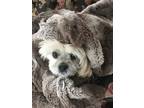 Adopt Smiley a Tan/Yellow/Fawn - with White Lhasa Apso / Mixed dog in