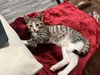 Adopt Mr Butters a Brown Tabby Domestic Shorthair (short coat) cat in Great