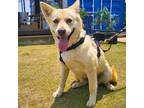 Adopt Gowoon a Brown/Chocolate - with White Shiba Inu / Jindo / Mixed dog in