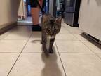 Adopt Buddy a Brown Tabby American Shorthair / Mixed (short coat) cat in