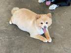 Adopt Huxley a Red/Golden/Orange/Chestnut Pomeranian / Mixed dog in