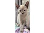 Adopt Lucy a Siamese / Mixed (short coat) cat in Ferndale, NY (39132681)