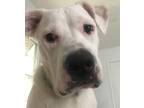 Adopt Tig a White Great Pyrenees / Boxer / Mixed dog in Decatur, GA (39127365)