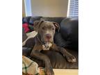 Adopt Moose a Gray/Blue/Silver/Salt & Pepper American Pit Bull Terrier /