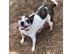 Adopt Pinky a White - with Tan, Yellow or Fawn Jack Russell Terrier / Boston