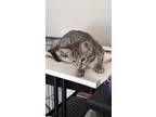 Adopt Luna a Spotted Tabby/Leopard Spotted Tabby / Mixed (short coat) cat in