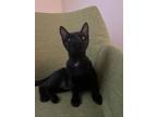 Adopt Juni a Black (Mostly) American Shorthair / Mixed (short coat) cat in