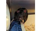 Adopt Roddy St.James a Rat small animal in Salmon Arm, BC (39132612)