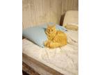 Adopt ROCKO a Orange or Red Tabby Domestic Longhair (long coat) cat in