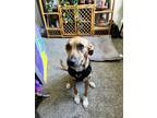 Adopt Lola a Tan/Yellow/Fawn Mutt / Black Mouth Cur / Mixed dog in Keystone