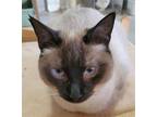 Adopt CHICO a Brown or Chocolate (Mostly) Siamese / Mixed (short coat) cat in