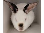 Adopt Mister Pepper a Californian / Mixed rabbit in Houston, TX (39132518)