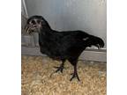 Adopt Rocky a Chicken bird in Houston, TX (39132515)