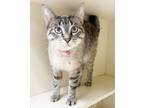 Adopt Snowy ADOPTION PENDING a Tiger Striped Siamese (short coat) cat in East