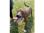 Adopt Cocoa Pebbles a Brindle - with White Shepherd (Unknown Type) / Boxer /