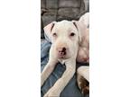 Adopt Bean a White American Pit Bull Terrier / Mixed dog in Philadelphia