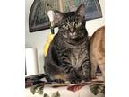 Adopt Joey a Gray, Blue or Silver Tabby American Shorthair / Mixed (short coat)