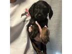 Adopt Mila a Black - with Tan, Yellow or Fawn Dachshund / Miniature Pinscher /