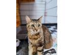 Adopt Helen(sponsored) a Brown Tabby Domestic Mediumhair (medium coat) cat in