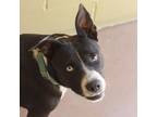 Adopt ROLY POLY a Black Pit Bull Terrier / Mixed Breed (Medium) / Mixed dog in