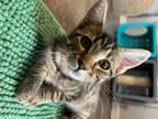 Adopt Clive a Brown Tabby Domestic Shorthair (short coat) cat in Greensboro