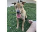 Adopt Cooper a Brown/Chocolate - with White Shar Pei / American Pit Bull Terrier