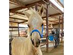 Adopt Arlo a Palomino Palomino / Grade horse in Prescott, AZ (39132376)