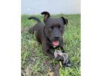 Adopt Baby (Lowrider!) a Black - with White Mixed Breed (Medium) / Mixed Breed