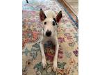 Adopt Cleo a White Bull Terrier dog in Oklahoma City, OK (39091346)