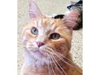Adopt Snuffy a Orange or Red Tabby Domestic Shorthair (short coat) cat in