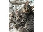 Adopt Fig and Daisy a Brown Tabby Domestic Shorthair (short coat) cat in Manitou
