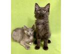 Adopt Elote and Churro a All Black Domestic Mediumhair (medium coat) cat in