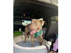 Adopt Wrangler a Gray/Blue/Silver/Salt & Pepper American Pit Bull Terrier /