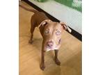 Adopt Olive a Tan/Yellow/Fawn - with White Mixed Breed (Medium) / Mixed Breed