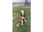 Adopt SNOOPY a Brown/Chocolate Treeing Walker Coonhound / Mixed dog in