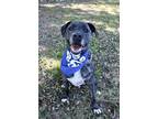 Adopt SAMPSON a Black Plott Hound / Mixed dog in Murfreesboro, TN (39117816)