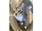 Adopt Whitney a Gray, Blue or Silver Tabby Domestic Mediumhair (long coat) cat