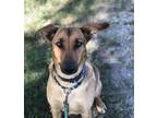 Adopt Nessie - All American Girl a Brown/Chocolate - with Black Shepherd