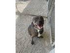 Adopt Willa a Brindle - with White Pit Bull Terrier / Staffordshire Bull Terrier