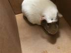 Adopt JUSTEEN a Guinea Pig (medium coat) small animal in Tustin, CA (39132243)