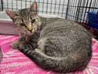 Adopt Becky a Domestic Shorthair / Mixed (short coat) cat in Little Rock