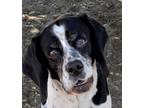 Adopt Hannah (new) a Black - with White Cocker Spaniel / Beagle dog in