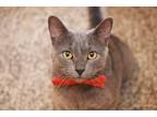 Adopt Bubby a Gray or Blue Russian Blue (short coat) cat in Overland Park