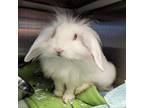 Adopt JJ a Lionhead / Mixed rabbit in Fairport, NY (39131989)