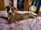 Adopt Gladrele a Brindle - with White Staffordshire Bull Terrier / Boxer / Mixed