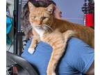 Adopt Leo a Orange or Red Tabby Tabby / Mixed (short coat) cat in Greeley