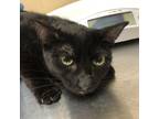 Adopt Jacie a Domestic Shorthair / Mixed cat in Spokane Valley, WA (39131966)