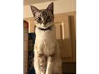 Adopt Ash a Domestic Shorthair / Mixed (short coat) cat in Logan, UT (39086101)
