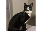 Adopt Midnight a Domestic Shorthair / Mixed (short coat) cat in Logan