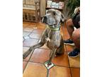 Adopt Thunder a Brindle Plott Hound / American Staffordshire Terrier dog in